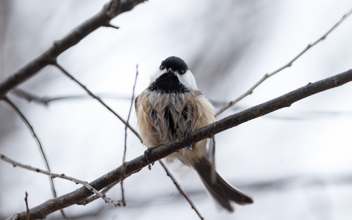 Black-capped Chickadee - ML647440907