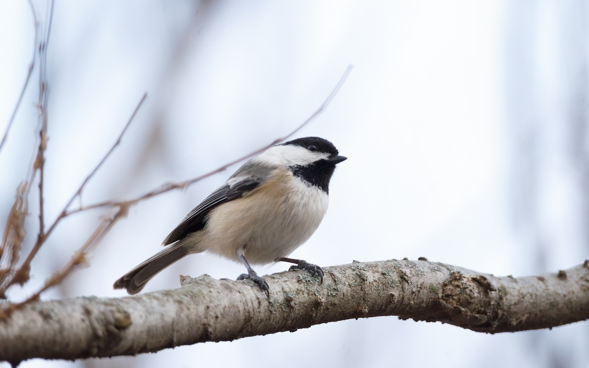 Black-capped Chickadee - ML647440908