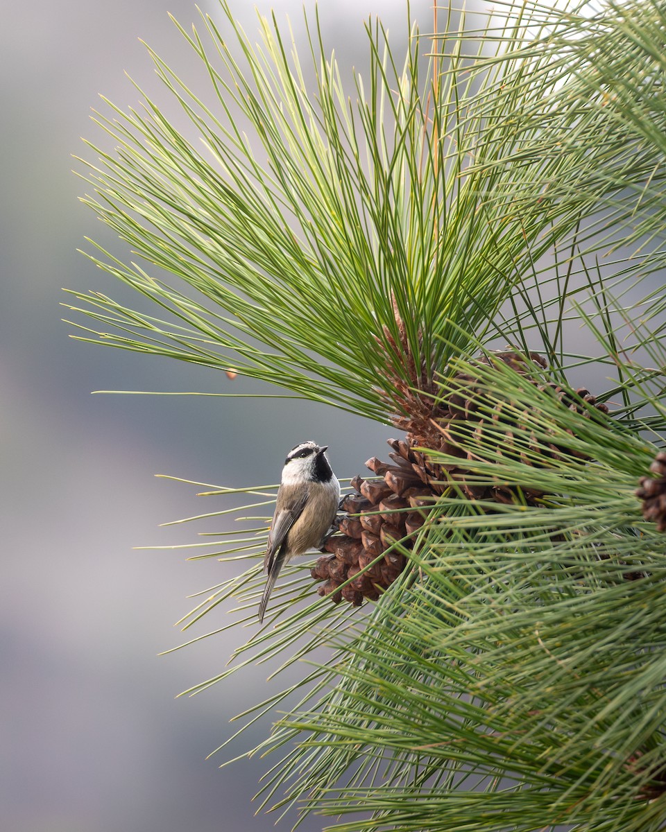 Mountain Chickadee - ML647440909