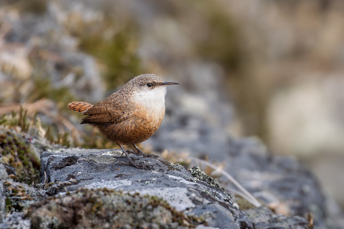 Canyon Wren - ML647440914