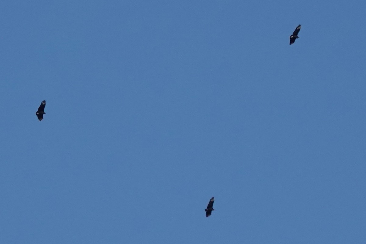 Катарта чорна - ML647440956