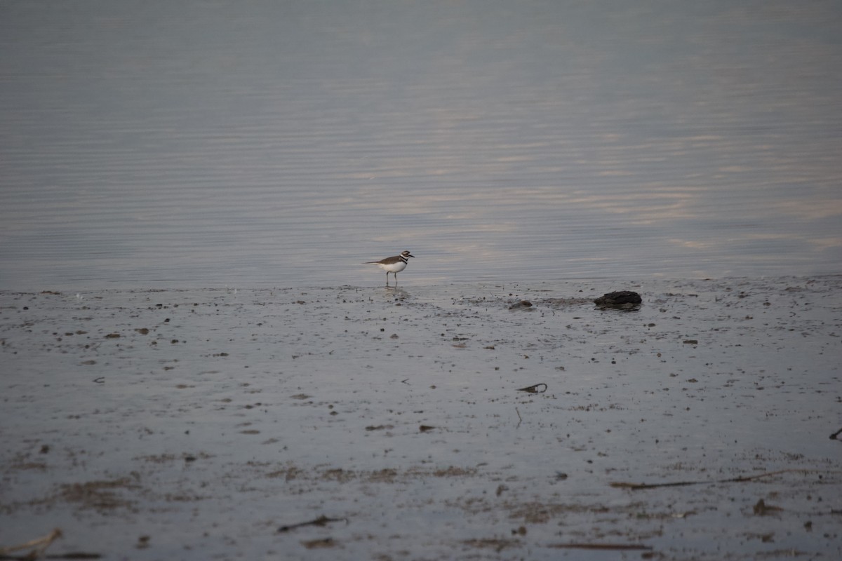 Killdeer - ML647440965