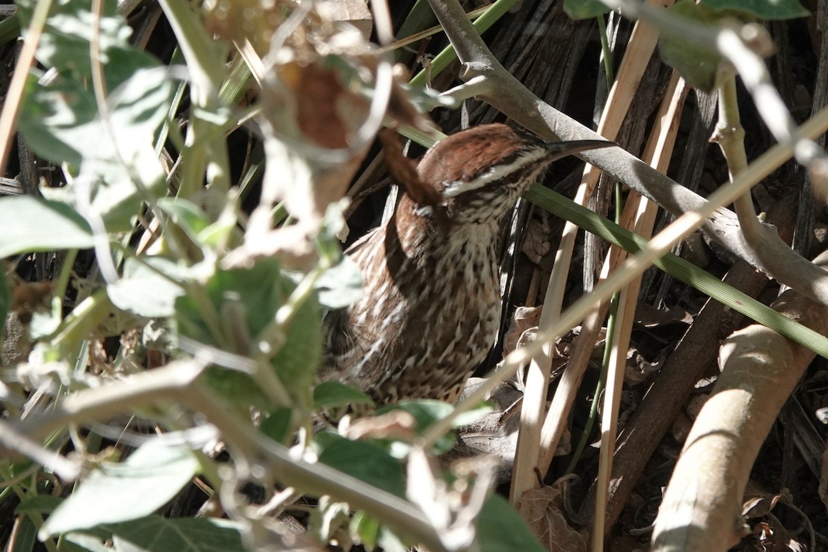 Різжак кактусовий - ML647440986