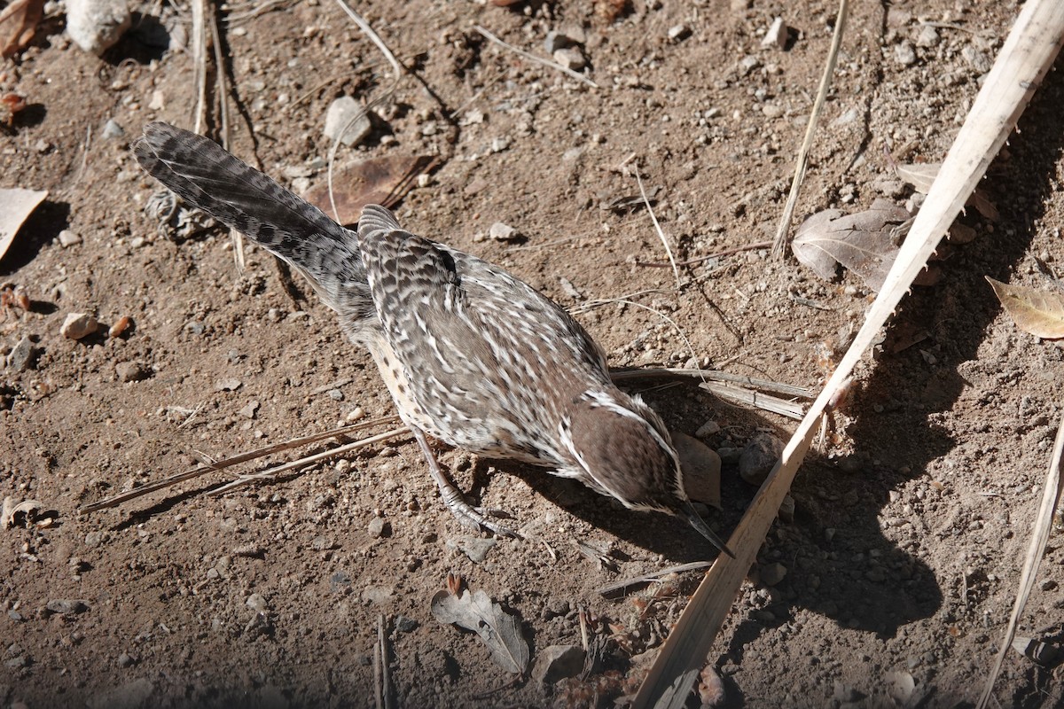 Різжак кактусовий - ML647440988