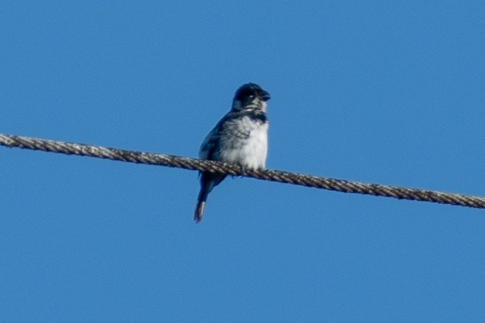 Variable Seedeater (Variable) - ML647440995