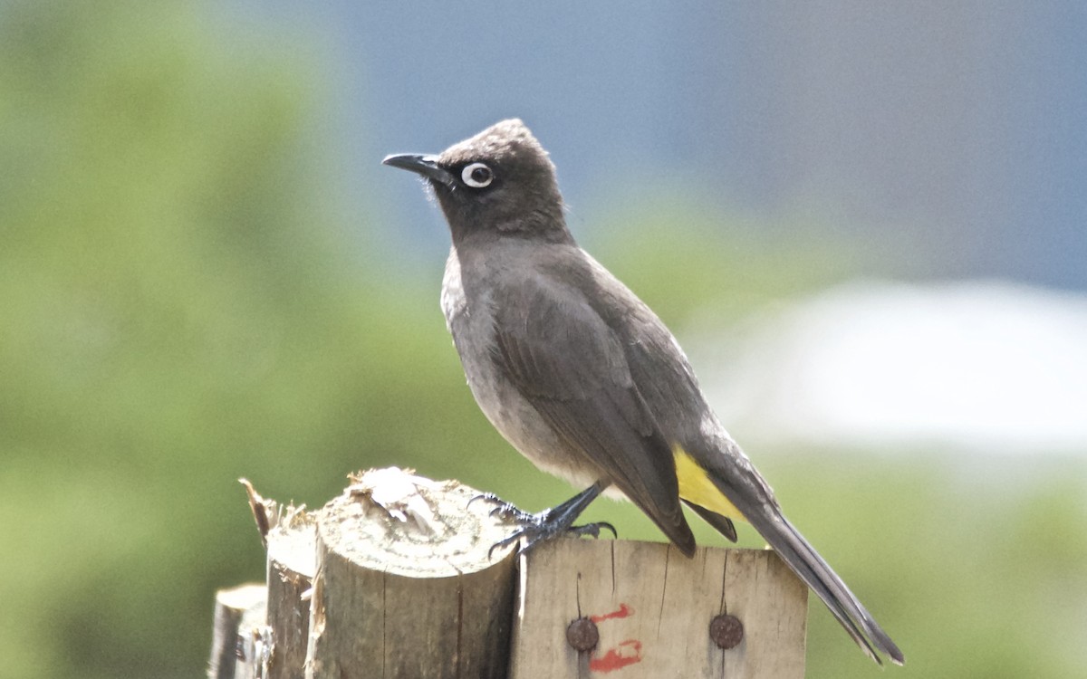 Cape Bulbul - ML647440996