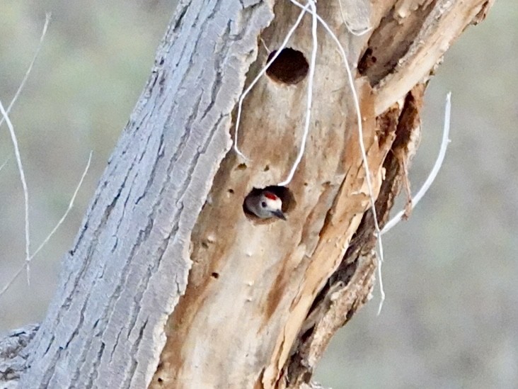 Gila Woodpecker - ML647440997