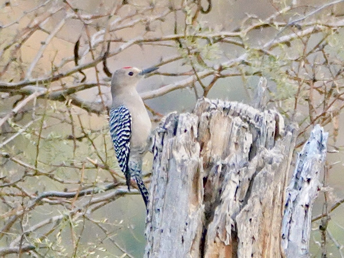 Gila Woodpecker - ML647440998