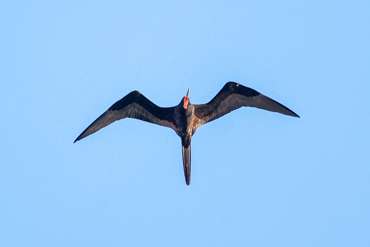 Magnificent Frigatebird - ML647441018