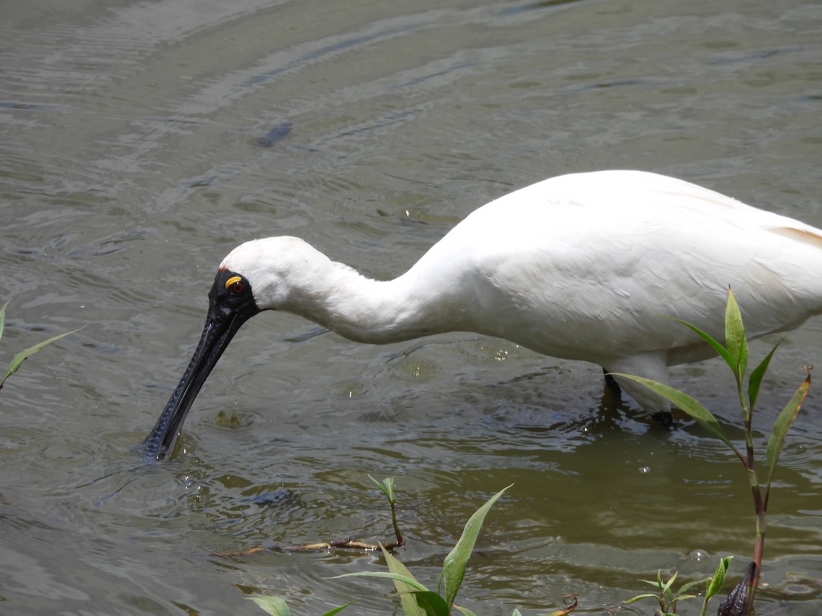 Kara Yüzlü Kaşıkçı - ML647441026