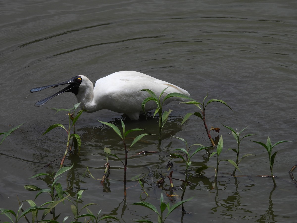 Kara Yüzlü Kaşıkçı - ML647441028