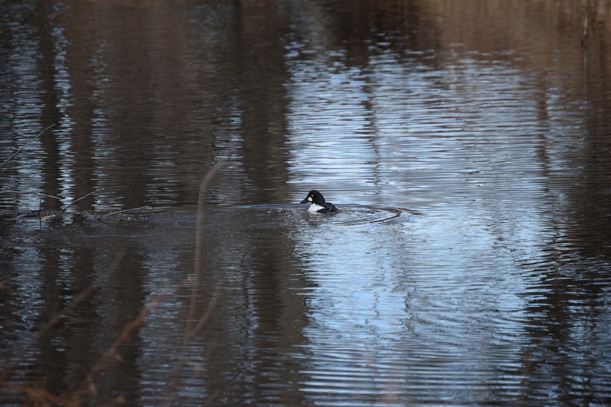 鵲鴨 - ML647441032