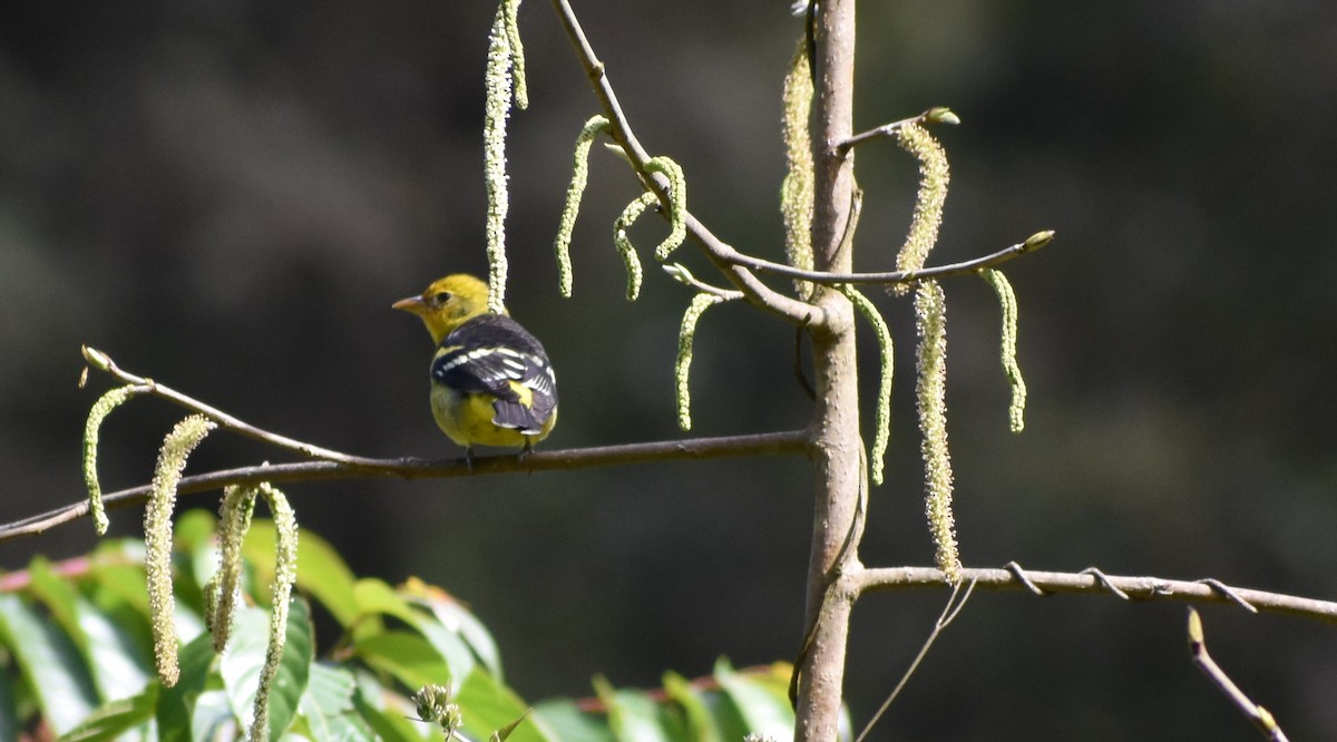 Western Tanager - ML647441039
