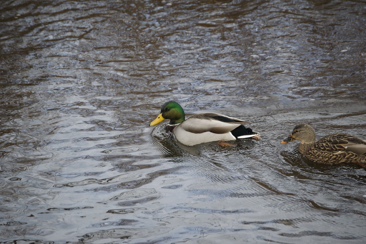 綠頭鴨 - ML647441042