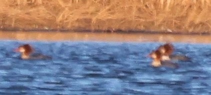 Serreta Mediana - ML647441052