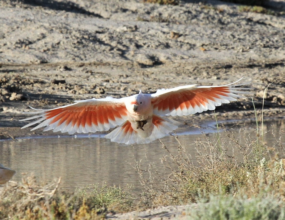 Pink Cockatoo - ML647441063