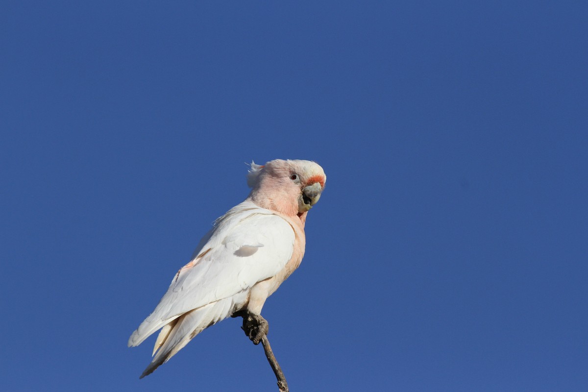 Pink Cockatoo - ML647441064