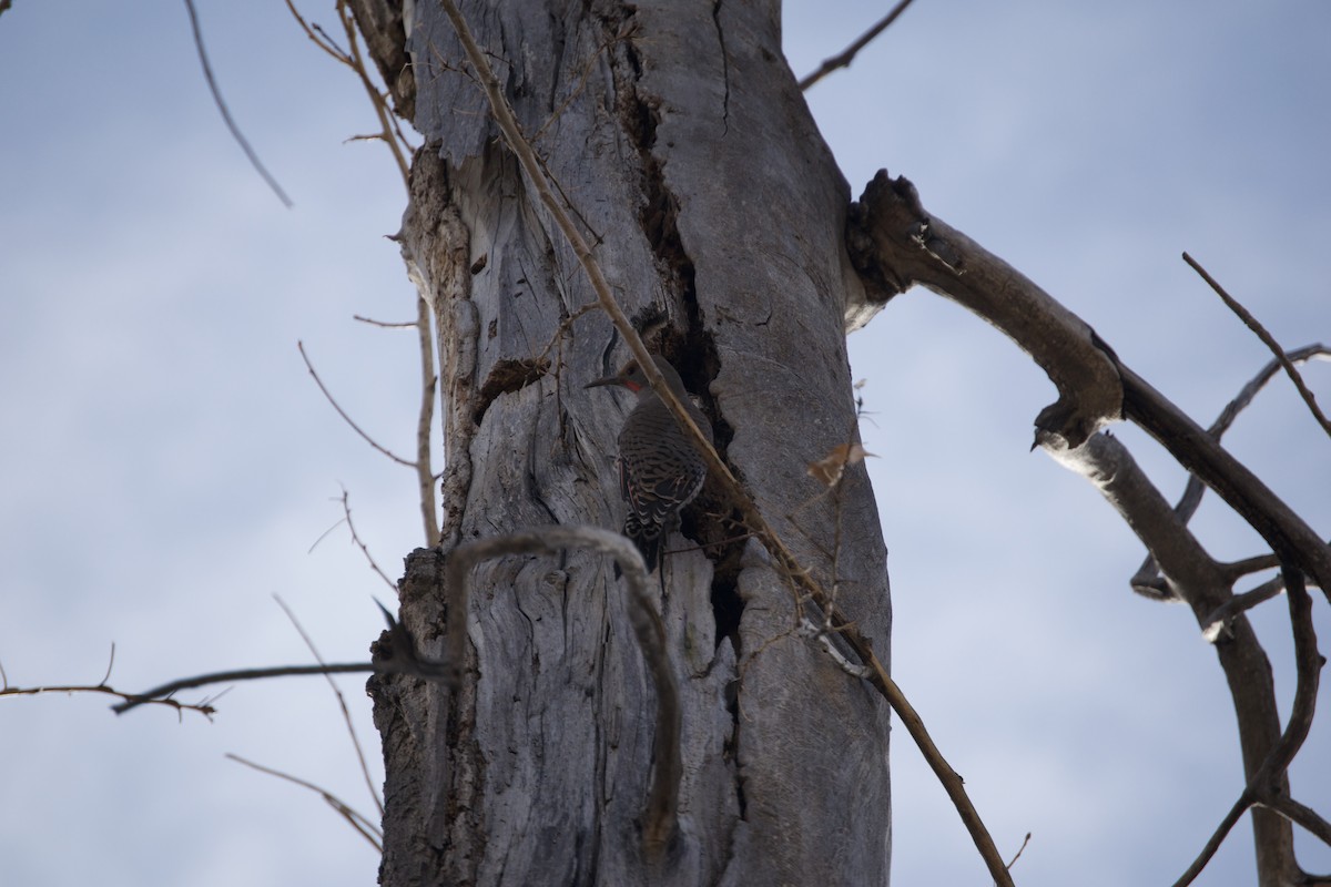 Northern Flicker - ML647441068