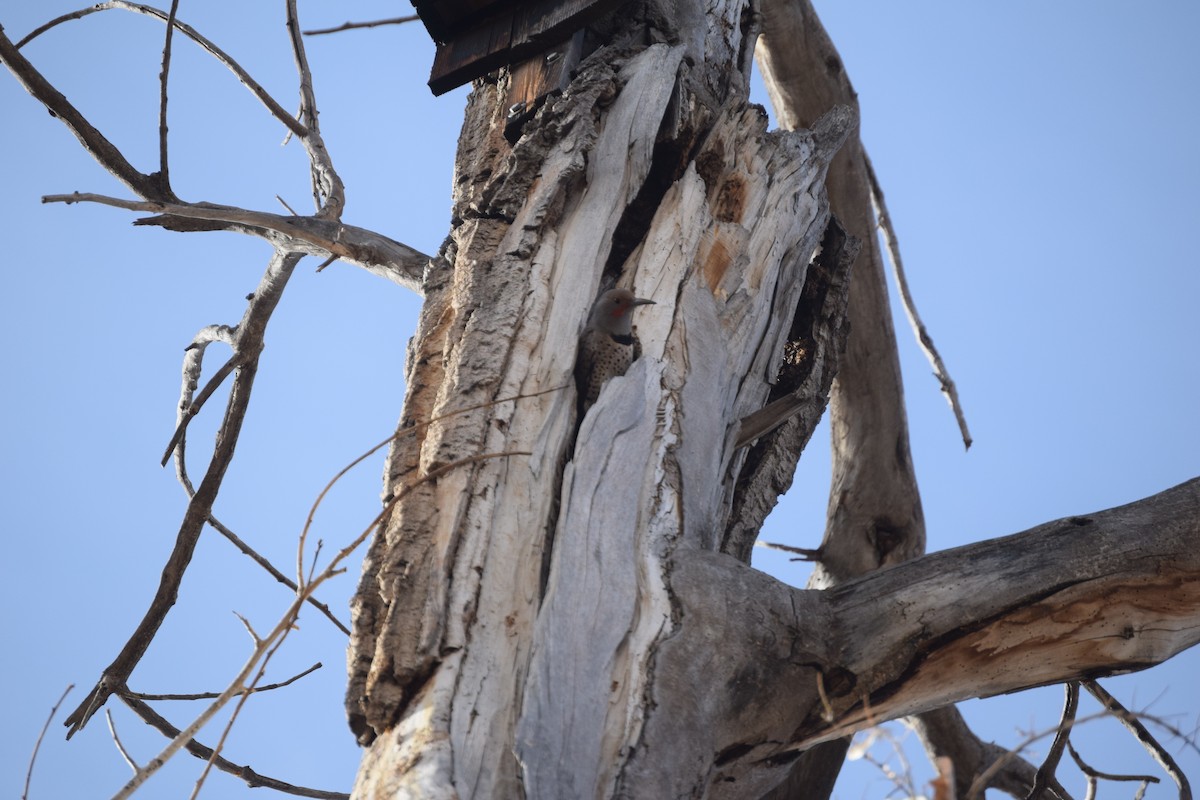 Northern Flicker - ML647441069