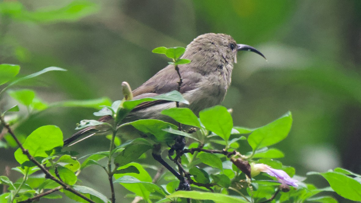 Southern Double-collared Sunbird - ML647441079