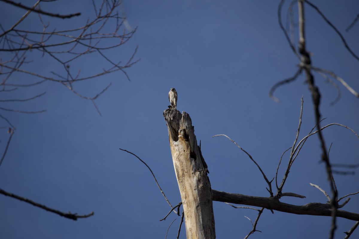 American Kestrel - ML647441087
