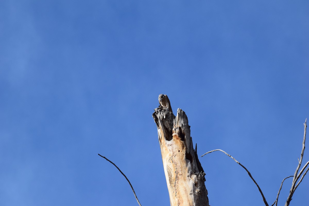 American Kestrel - ML647441089