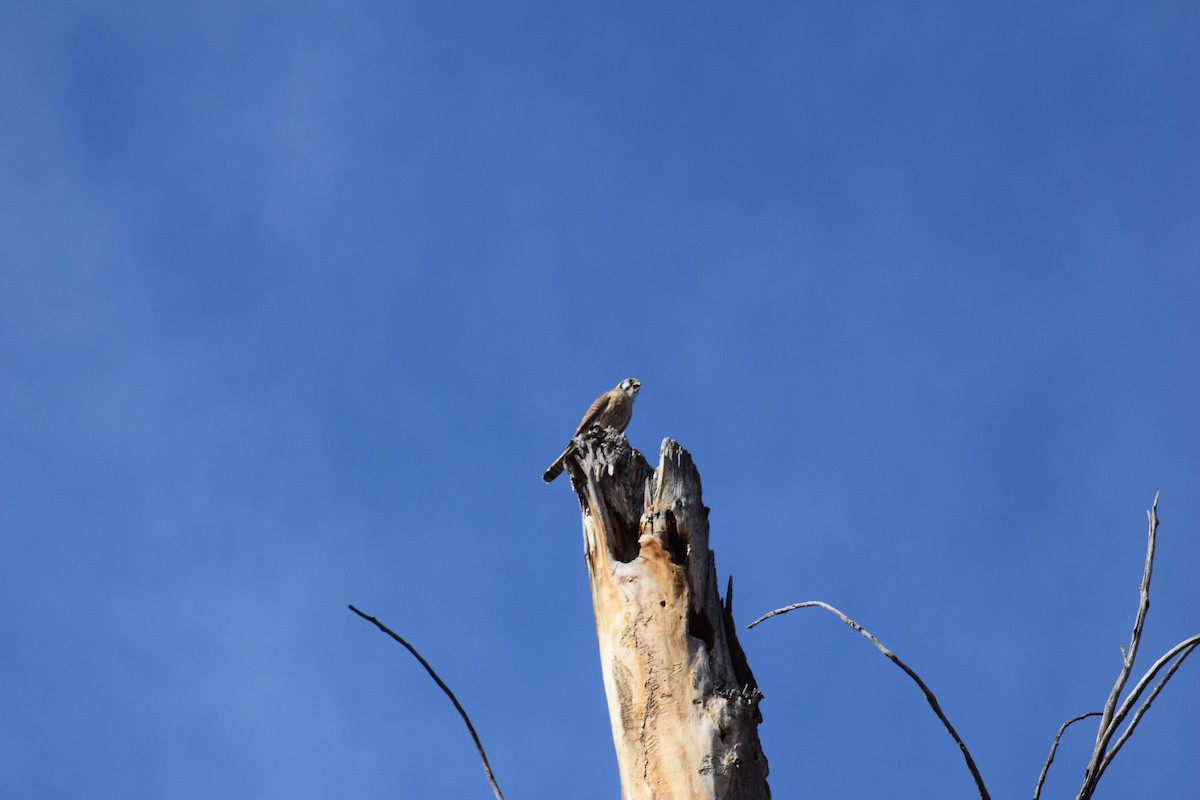American Kestrel - ML647441090