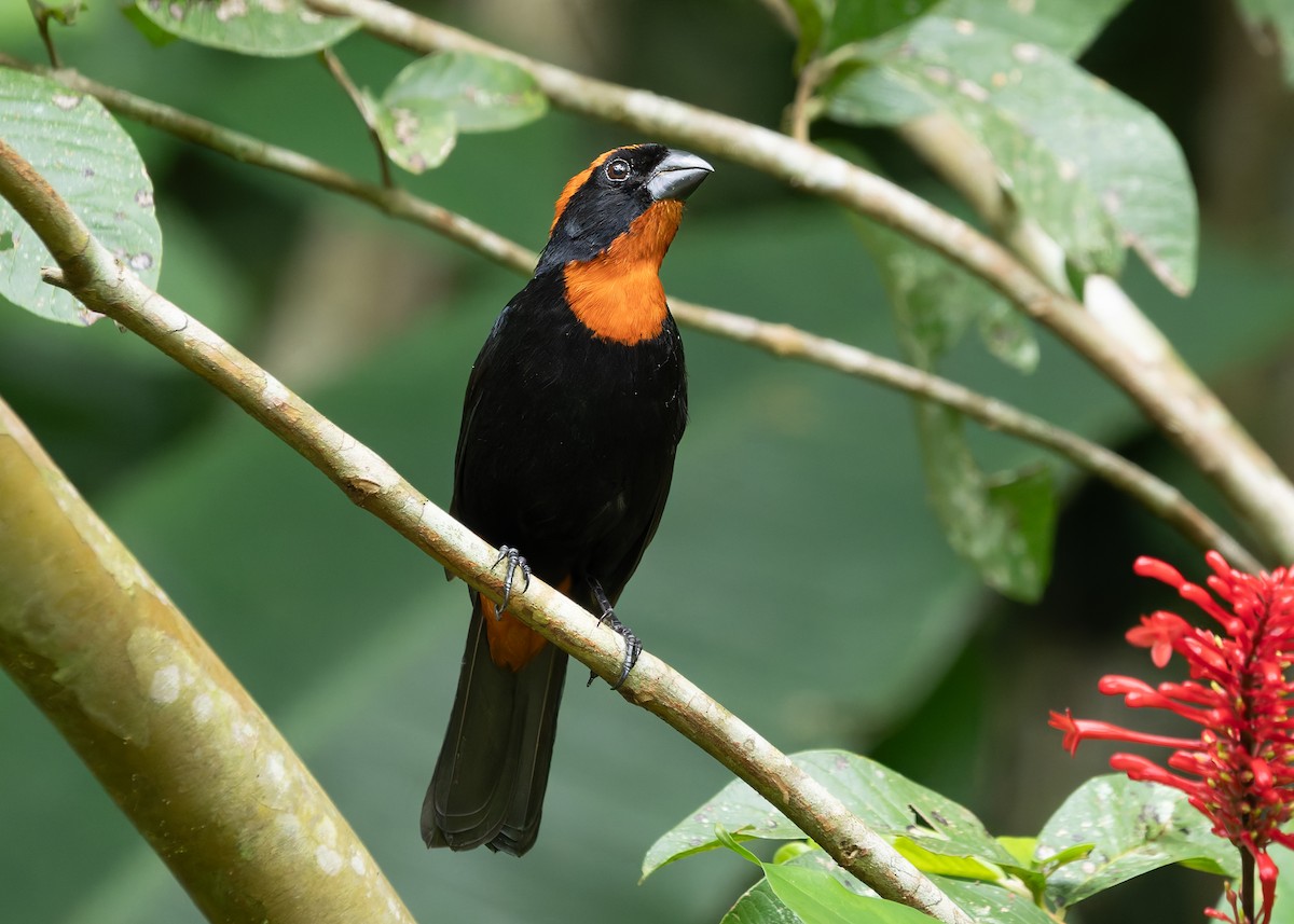 Puerto Rican Bullfinch - ML647441105