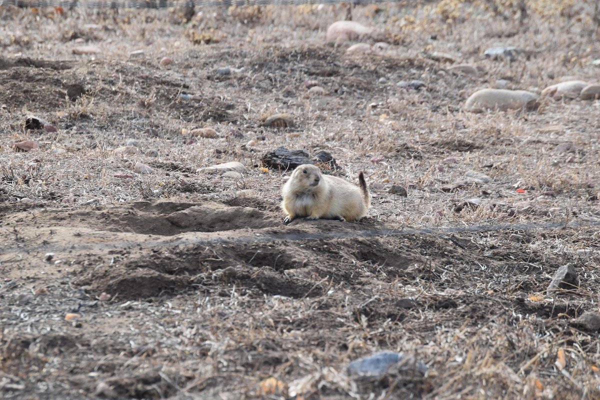 黑尾土撥鼠 - ML647441115