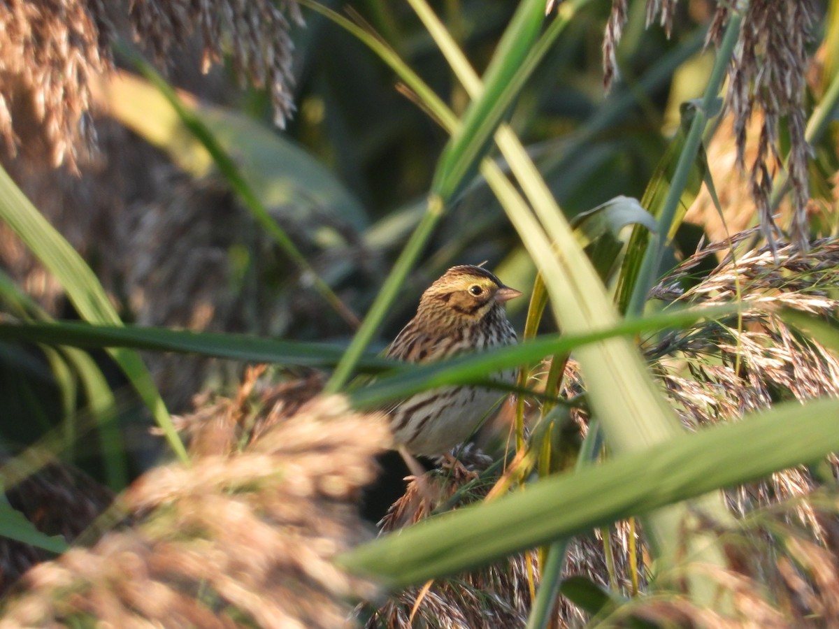 Savannah Sparrow - ML647441121