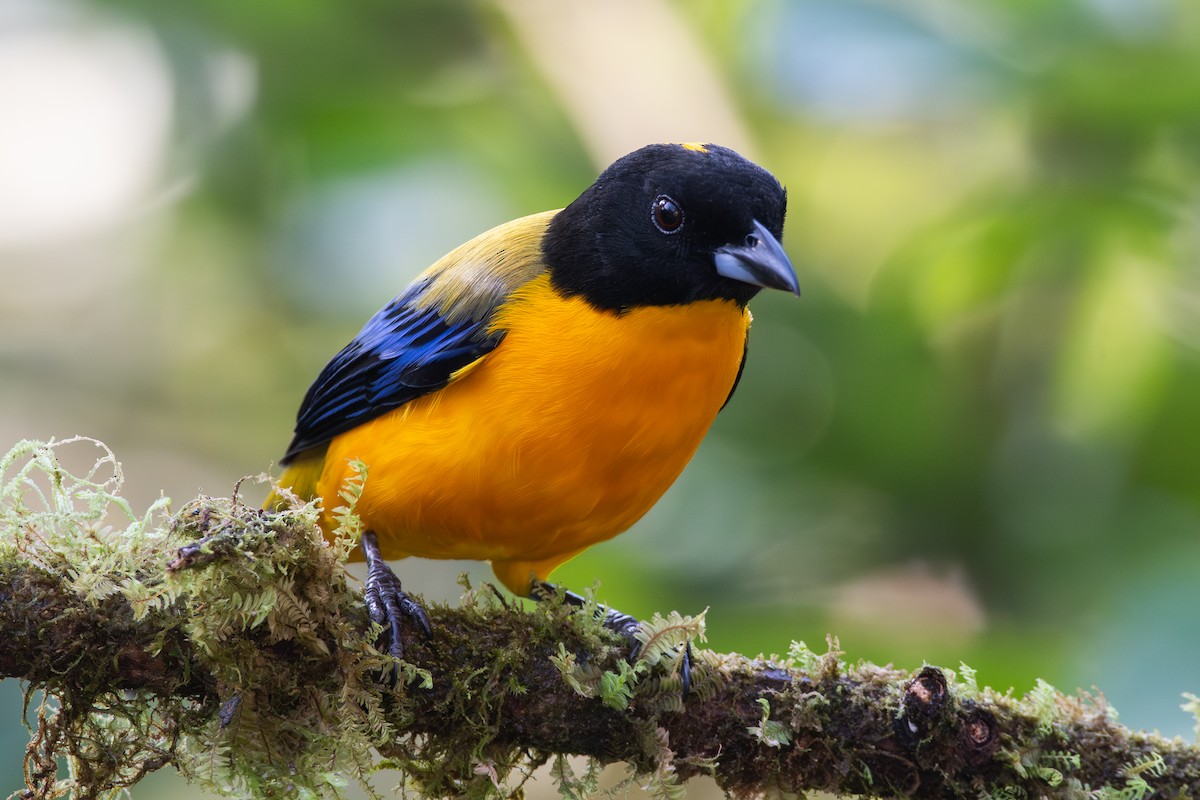 Tangara Barbinegra - ML647441139