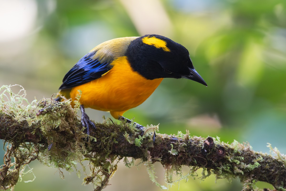 Tangara Barbinegra - ML647441140