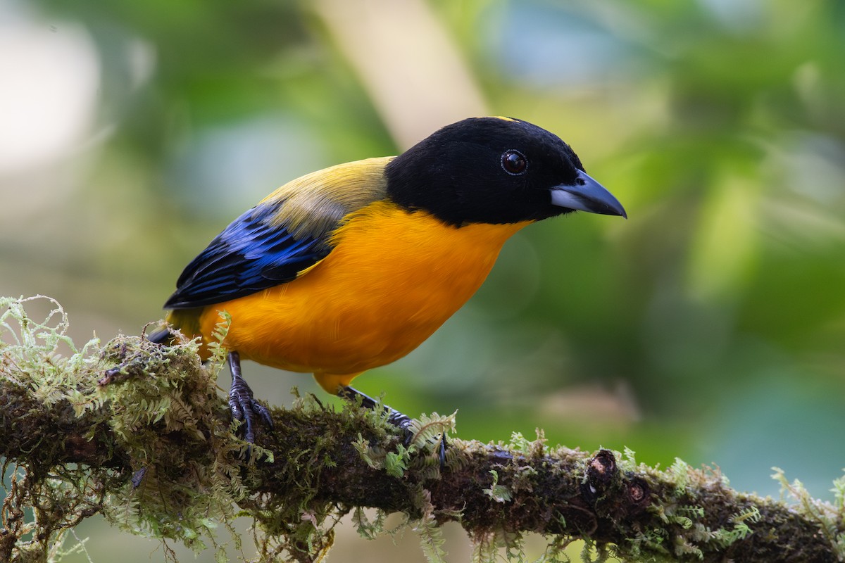 Tangara Barbinegra - ML647441141