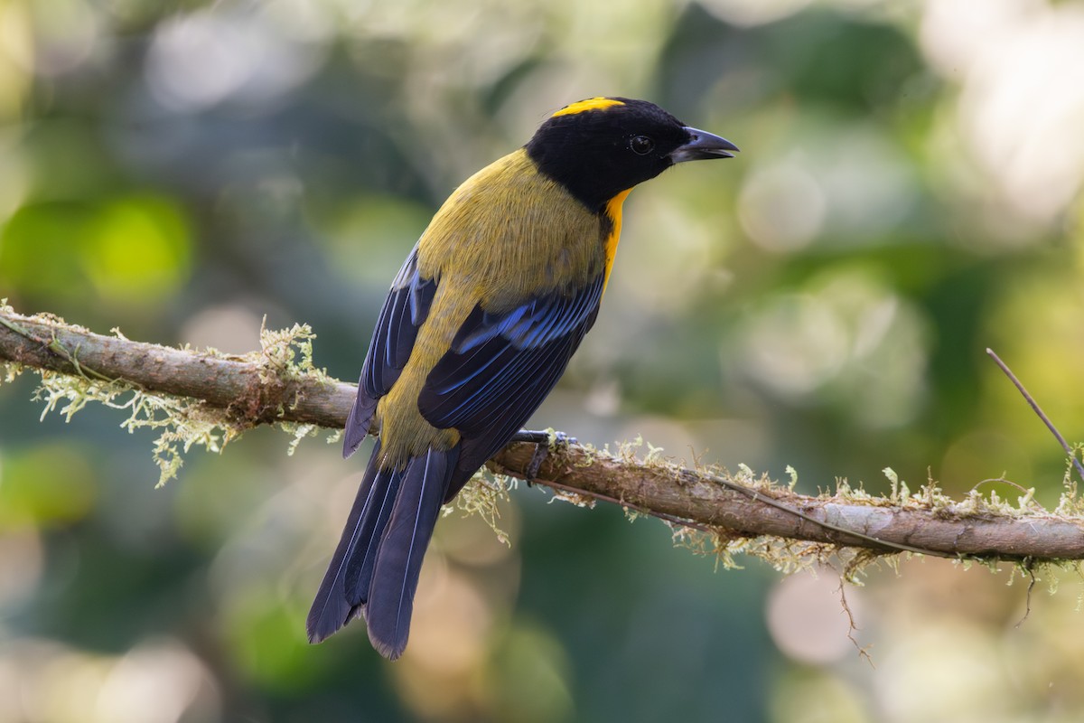 Tangara Barbinegra - ML647441143