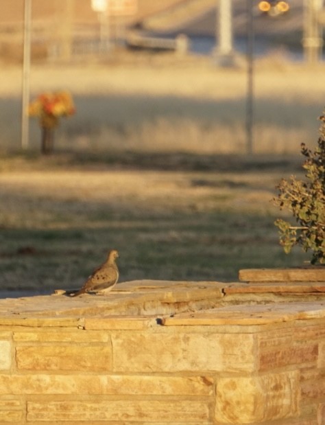 Mourning Dove - ML647441146