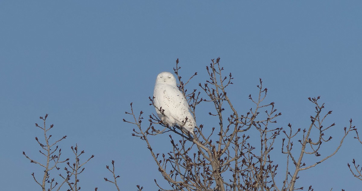 Kar Baykuşu - ML647441153