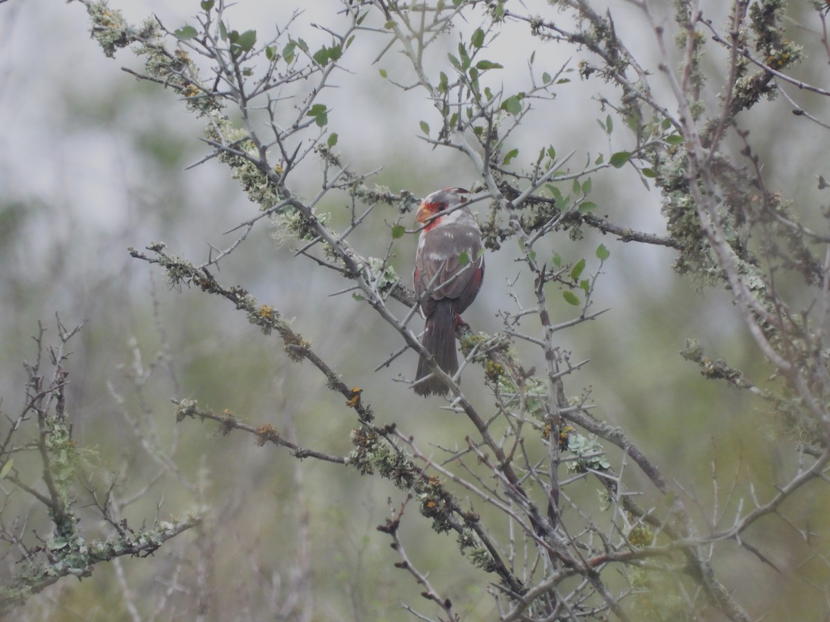 Pyrrhuloxia - ML647441156