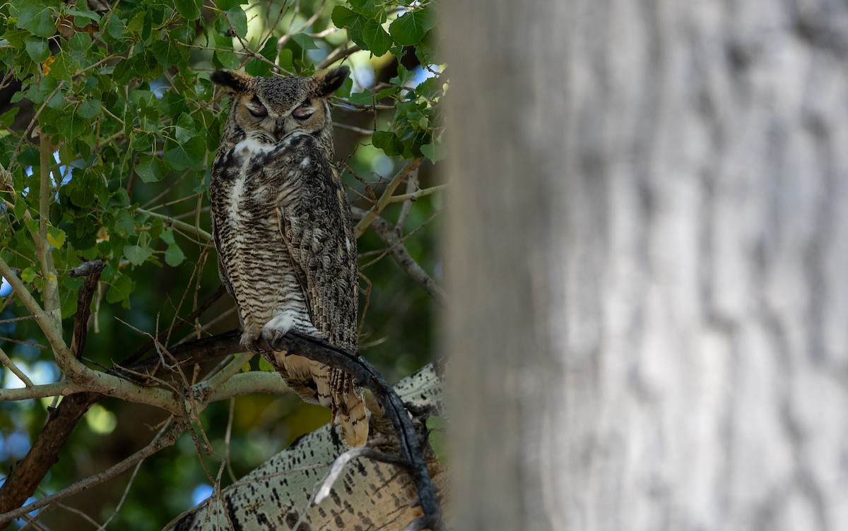 Great Horned Owl - ML647441157