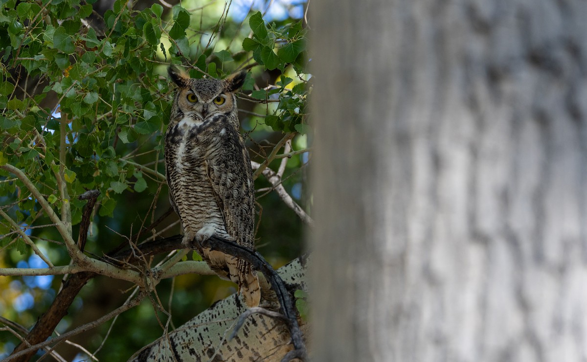 Great Horned Owl - ML647441158