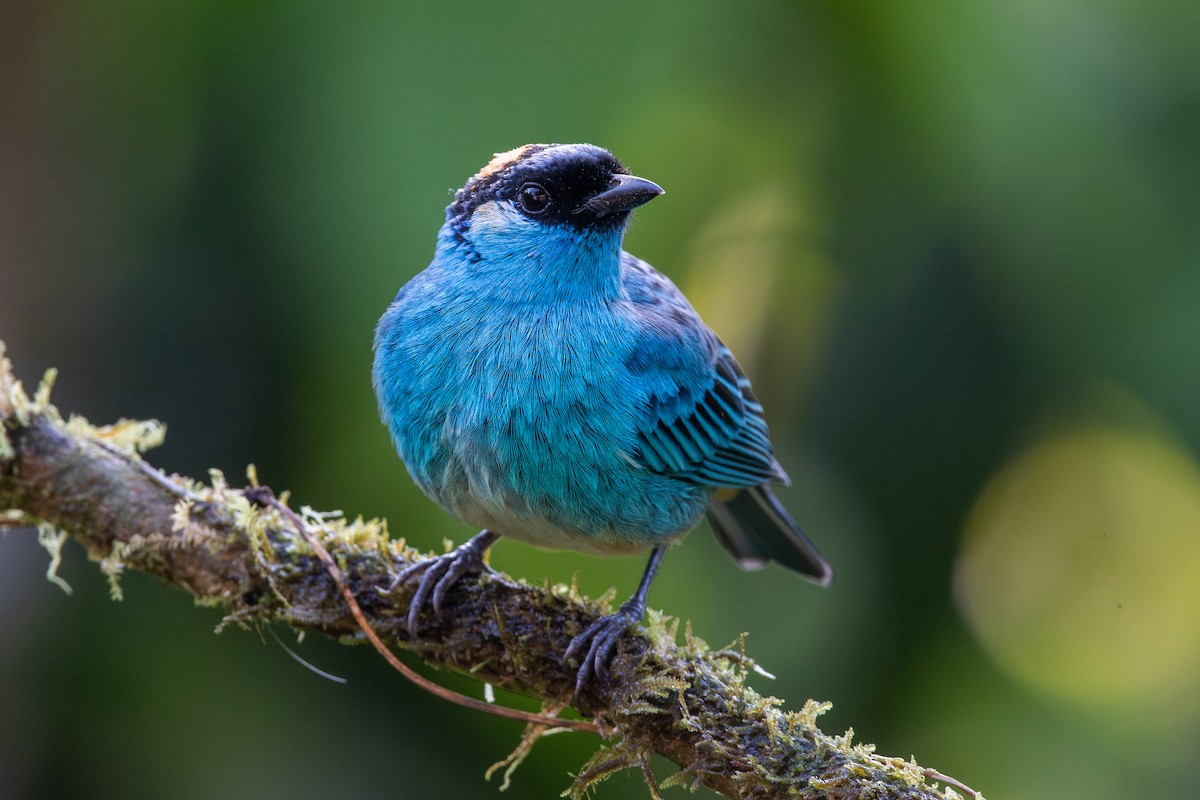Golden-naped Tanager - ML647441166