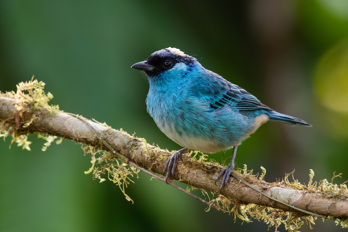 Golden-naped Tanager - ML647441167