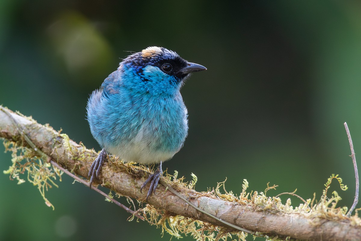 Golden-naped Tanager - ML647441168