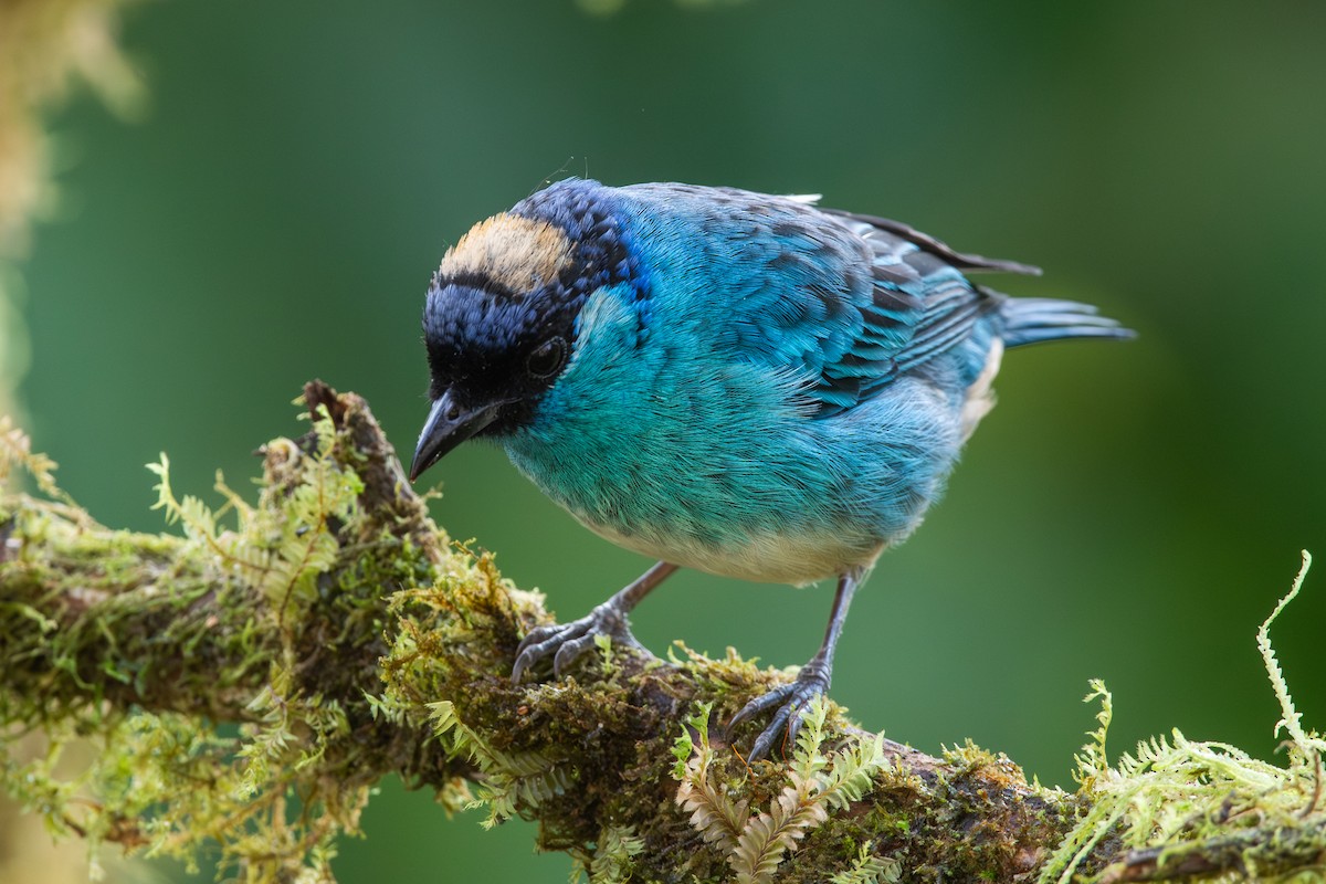 Golden-naped Tanager - ML647441169