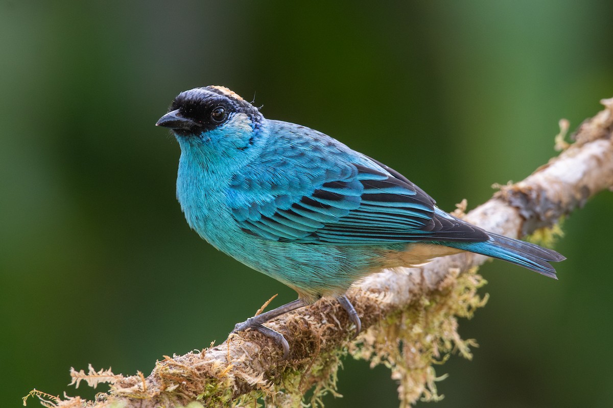 Golden-naped Tanager - ML647441170