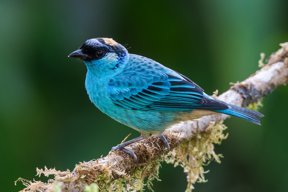 Golden-naped Tanager - ML647441171