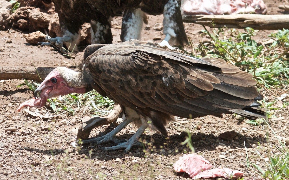Hooded Vulture - ML647441172