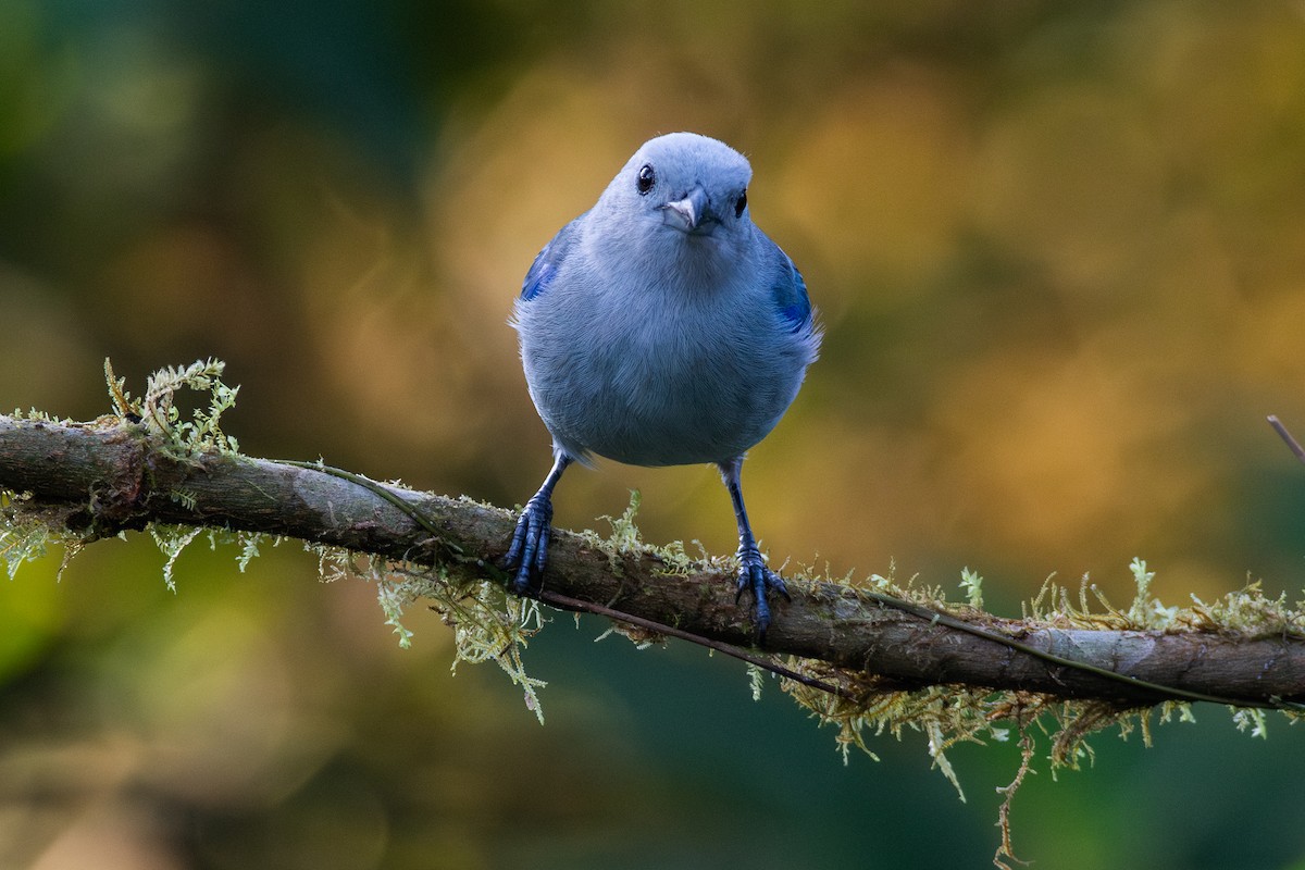 Blue-gray Tanager (Blue-gray) - ML647441173