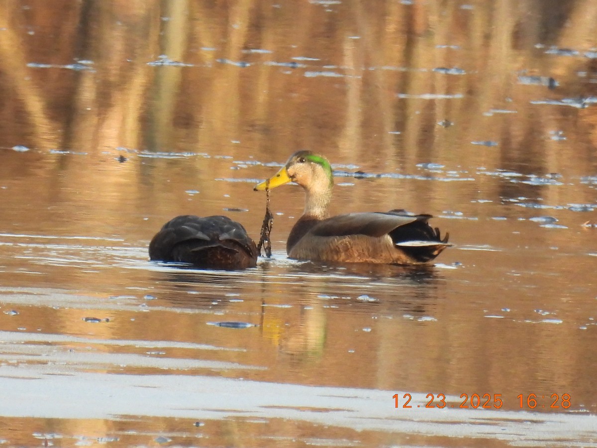 Mallard x American Black Duck (hybrid) - ML647441174