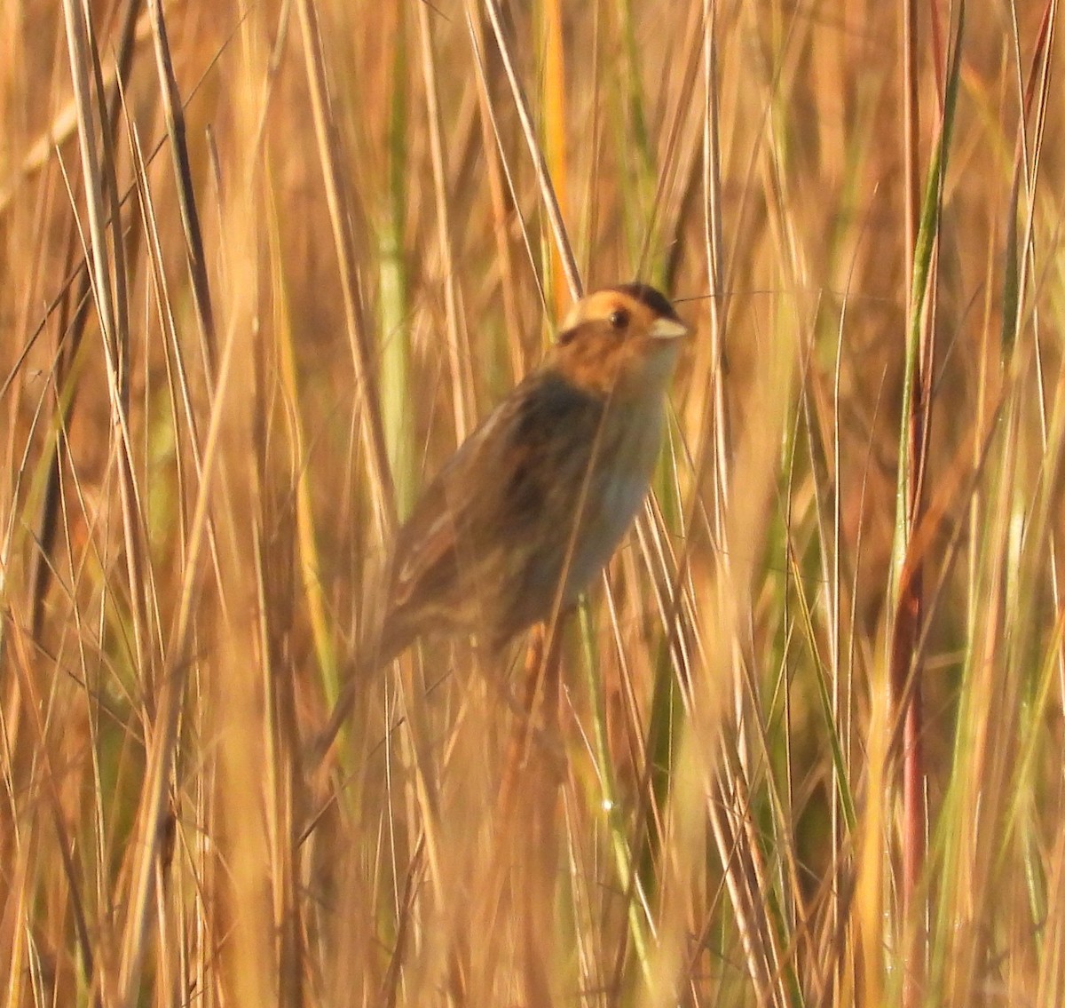 Nelson's Sparrow - ML647441175