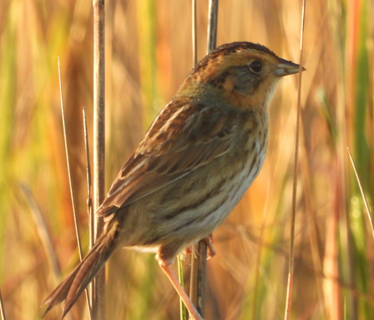 Nelson's Sparrow - ML647441176